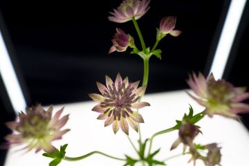 001 Blumenhalle Milla